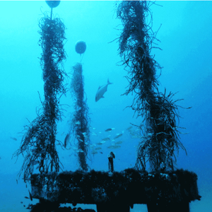 creocean project monitoring colonization of artificial reefs_692x692