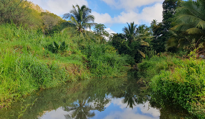 Suivez nos hydrobiologistes en Martinique !