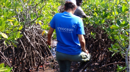 creocean actualite restauration ecosystemes mangroves_100x583