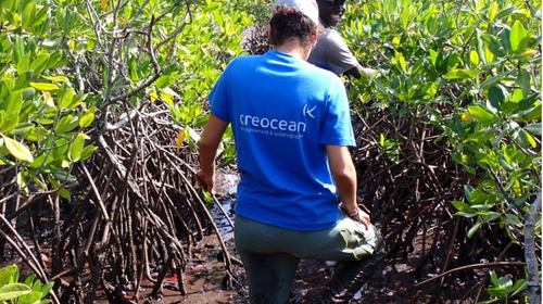 creocean actualite restauration ecosystemes mangroves_100x583