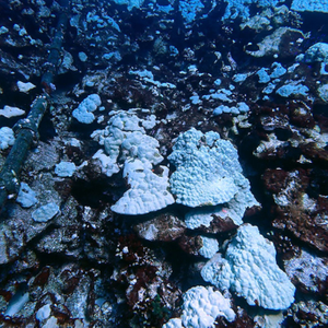 creocean project french polynesia assessment submarine cable landing impact_692x692
