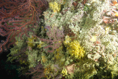 gorgones - Parc Marin de la côte bleue