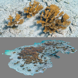 Modélisation photogrammétrique 