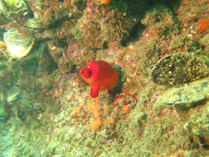 Suivi environnemental du milieu marin dans le cadre du pompage eau de mer MASSILEO