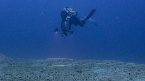 Suivi des herbiers marins à Mayotte