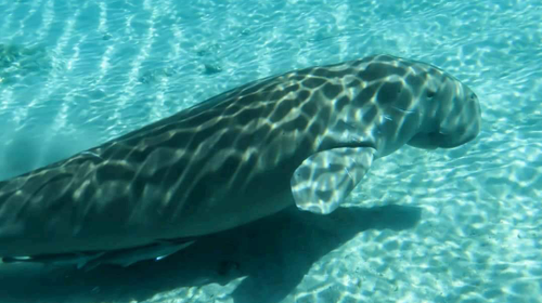 Suivi des herbiers marins à Mayotte 