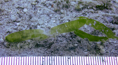 Suivi des herbiers marins à Mayotte par Créocéan