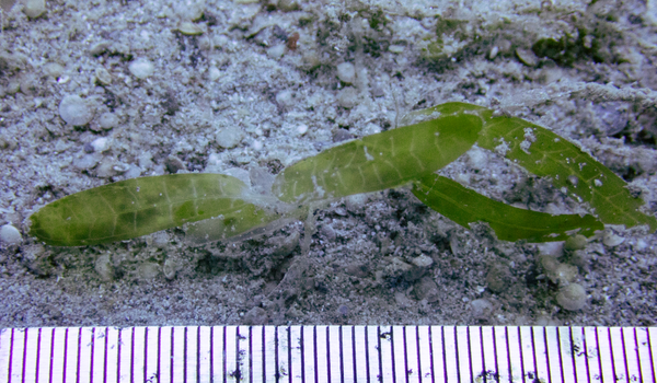 Suivi des herbiers marins à Mayotte par Créocéan